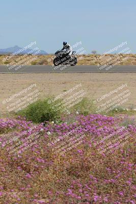 media/Mar-12-2023-SoCal Trackdays (Sun) [[d4c8249724]]/Turn 15 Inside Bloom (130pm)/